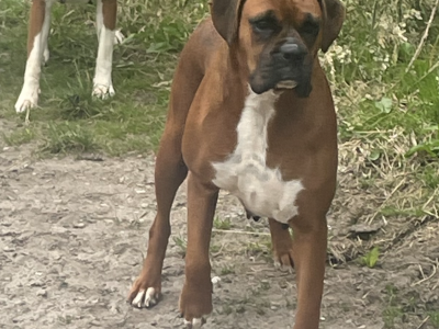 Playful Boxer Puppy for Sale in Carlow