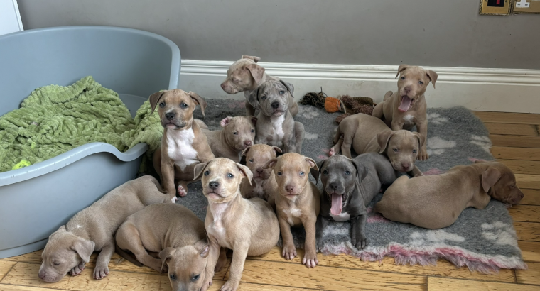 XL bully puppies