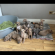 XL bully puppies
