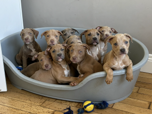 XL bully puppies
