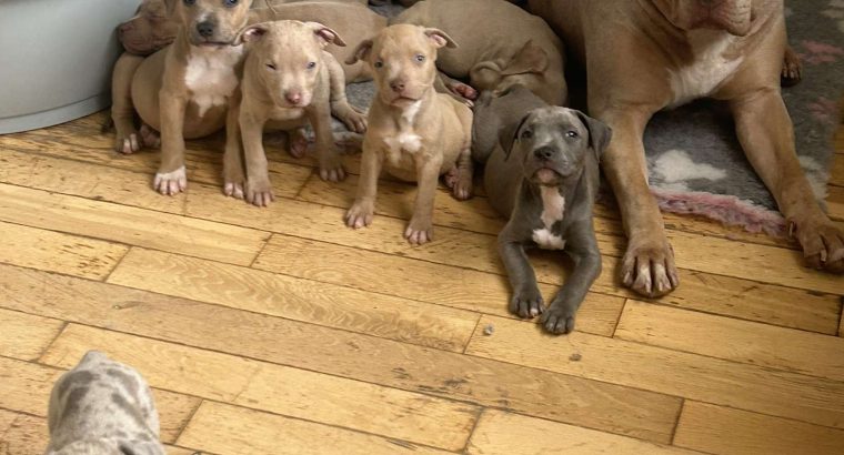 XL bully puppies