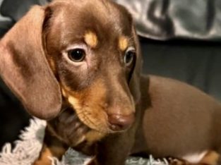 Beautiful Miniature smooth coat dachshund puppy
