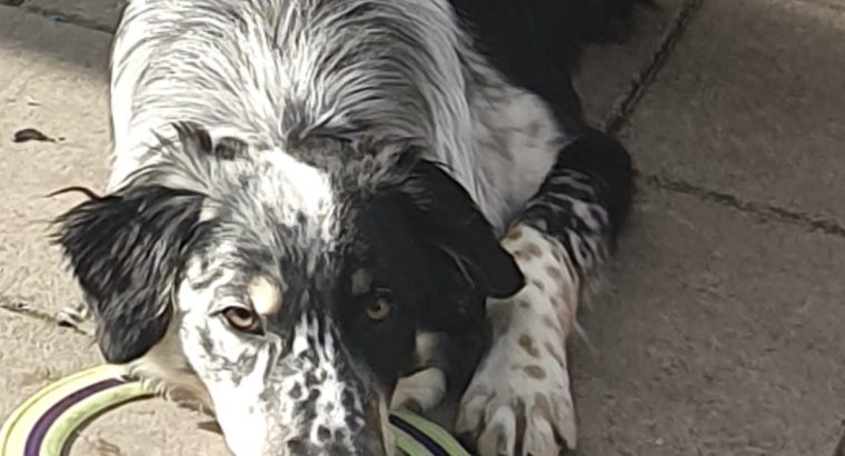 Border Collie needs a new home