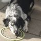 Border Collie needs a new home