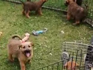 Irish Soft Coated Wheaten Terrier