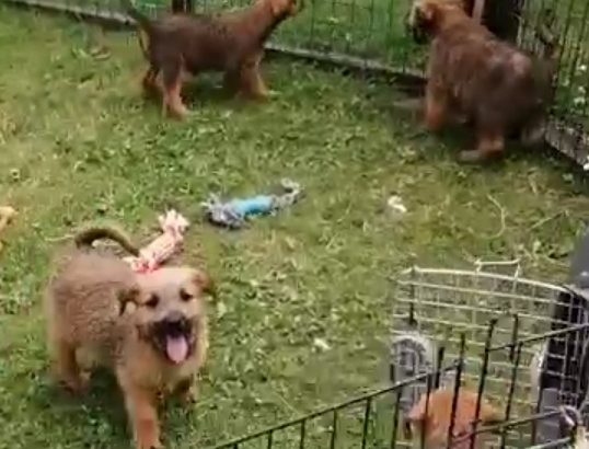 Irish Soft Coated Wheaten Terrier