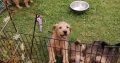 Irish Soft Coated Wheaten Terrier