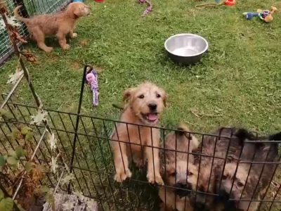 Wheaten Terrier Puppies in Athy – IKC Registered