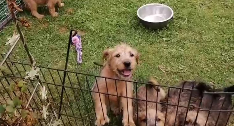 Irish Soft Coated Wheaten Terrier