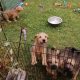 Irish Soft Coated Wheaten Terrier