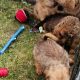 Irish Soft Coated Wheaten Terrier