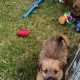 Irish Soft Coated Wheaten Terrier