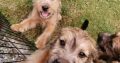 Irish Soft Coated Wheaten Terrier