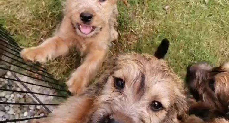 Irish Soft Coated Wheaten Terrier