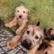 Irish Soft Coated Wheaten Terrier