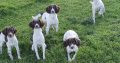 Springer Spaniels