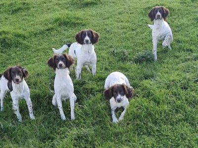 Springer Spaniels in Rosenallis – Playful Pups