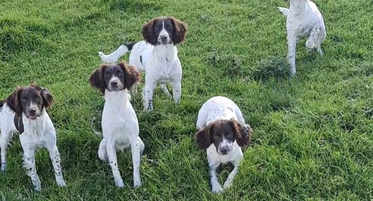 Springer Spaniels