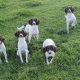 Springer Spaniels