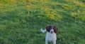 Springer Spaniels