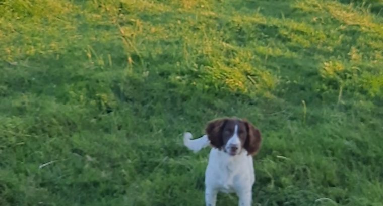 Springer Spaniels