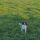 Springer Spaniels