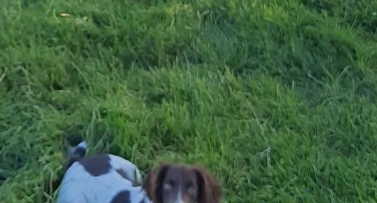 Springer Spaniels