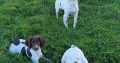 Springer Spaniels