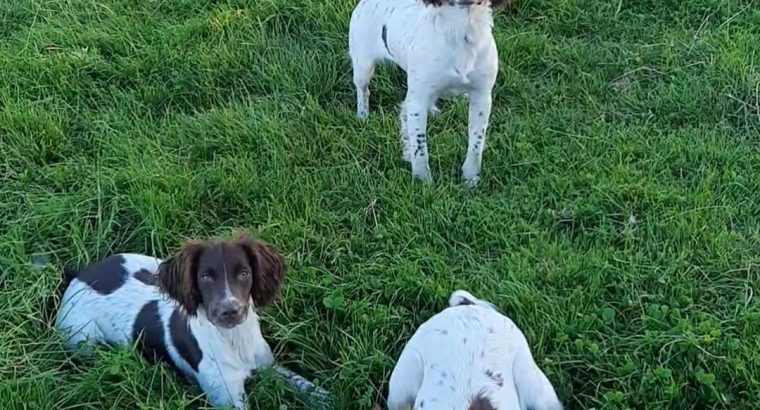 Springer Spaniels