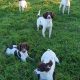 Springer Spaniels