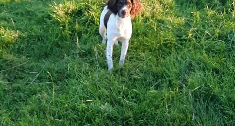 Springer Spaniels