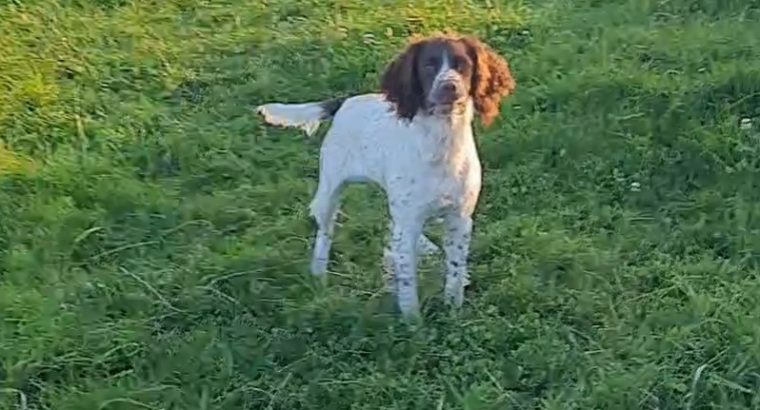 Springer Spaniels