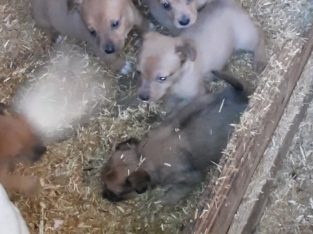 Beautiful Jack Russell Puppies