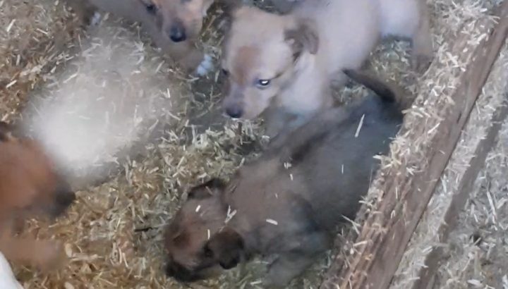 Beautiful Jack Russell Puppies