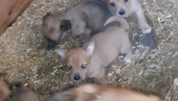 Beautiful Jack Russell Puppies