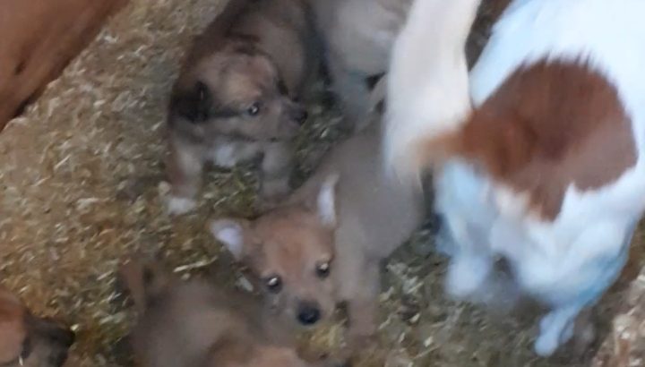 Beautiful Jack Russell Puppies