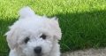 Bichon freise puppies