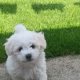 Bichon freise puppies