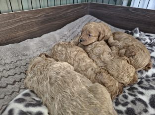 Cavapoo x Toy Poodle