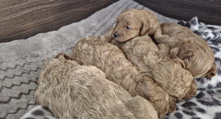 Cavapoo x Toy Poodle