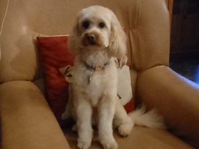 Cavapoo x Toy Poodle