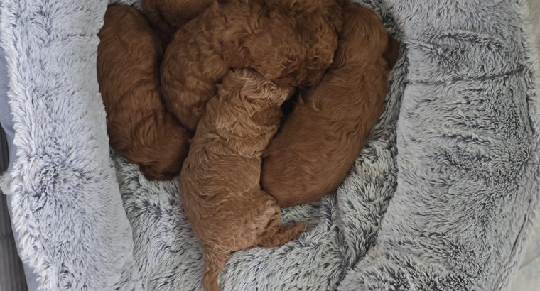 Cavapoo x Toy Poodle