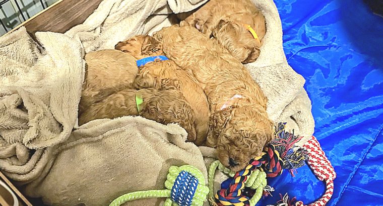 Cavapoo x Toy Poodle