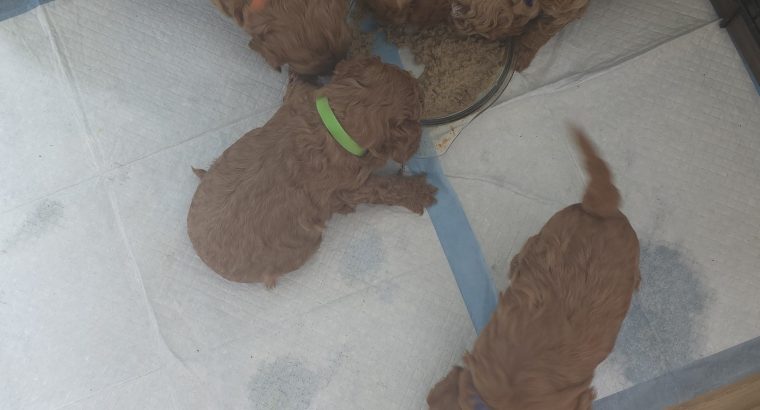 Cavapoo x Toy Poodle