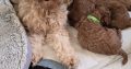 Cavapoo x Toy Poodle