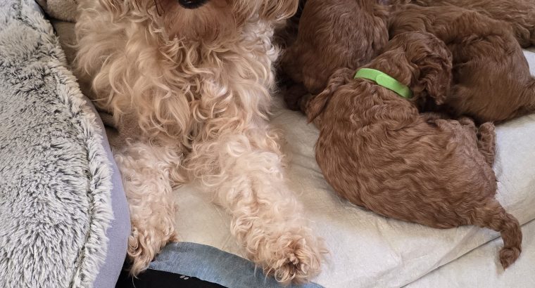 Cavapoo x Toy Poodle