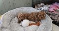 Cavapoo x Toy Poodle