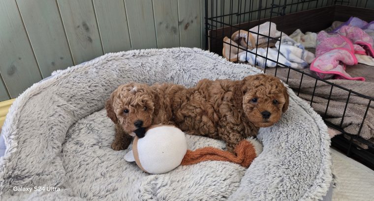 Cavapoo x Toy Poodle