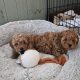 Cavapoo x Toy Poodle