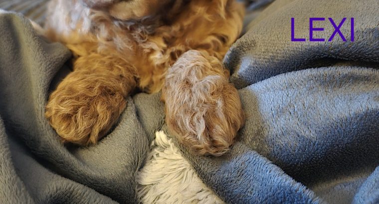 Cavapoo x Toy Poodle